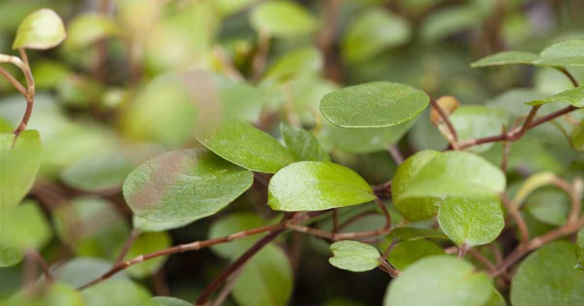 Muehlenbeckia zima