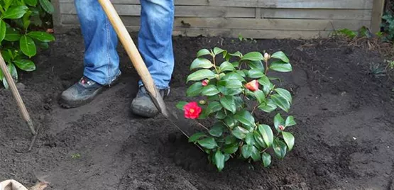 Kamelie - Einpflanzen im Garten (thumbnail) (Kamelie - Einpflanzen im Garten (thumbnail).jpg)