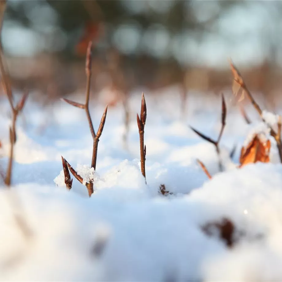 Den Garten winterfest machen