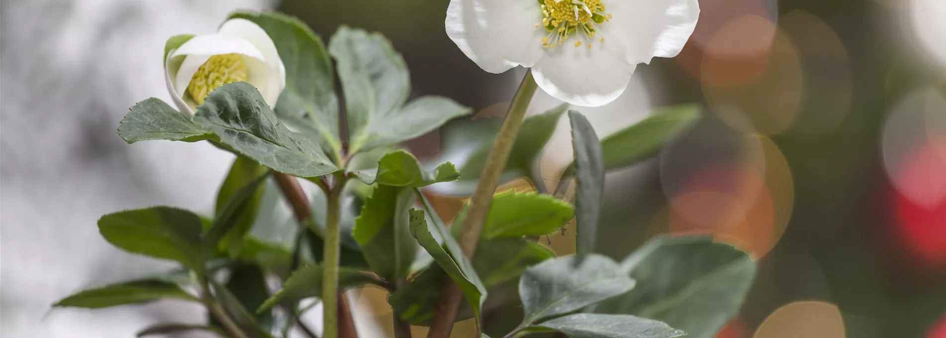 Helleborus niger