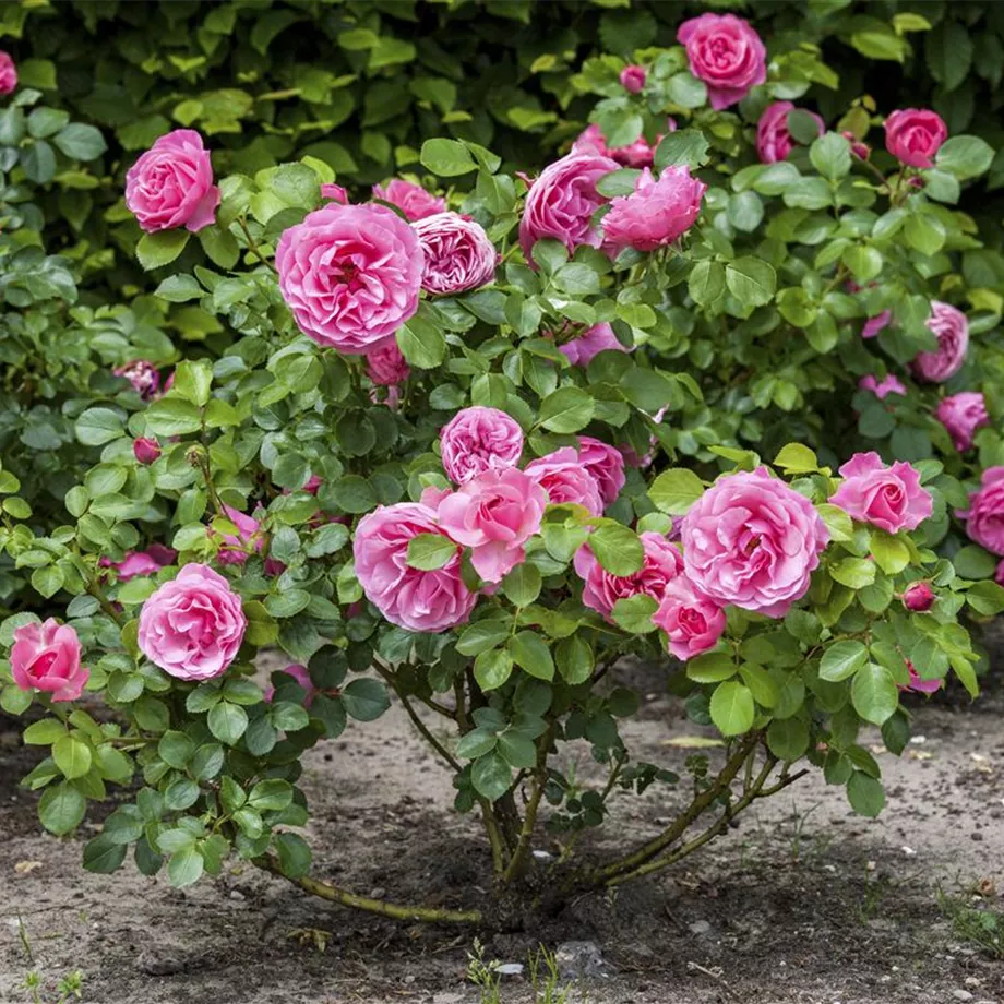 Weniger ist mehr: Rosen durch die richtige Düngung fit für den Winter machen