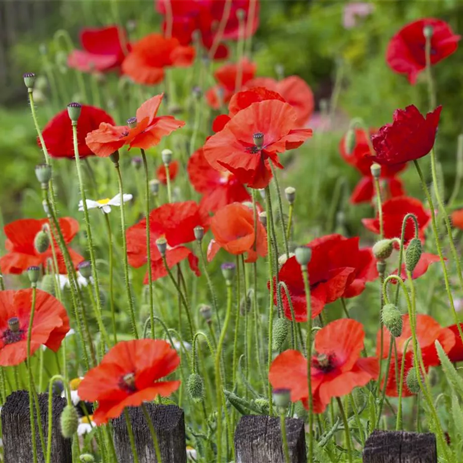 Der Klatschmohn – vom Acker in den Garten