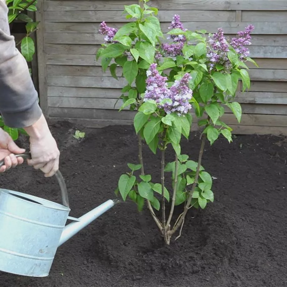 Schmetterlingsweide Buddleja