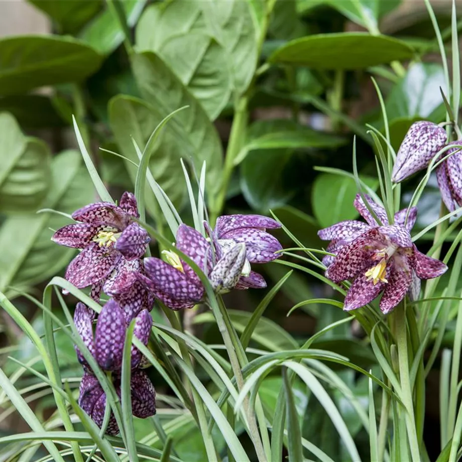 Schachbrettblume im eigenen Garten