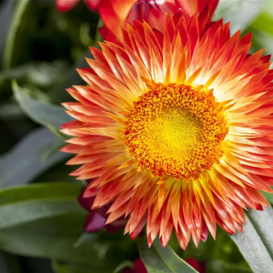 Trockenblumen als stilvolles Dekomaterial