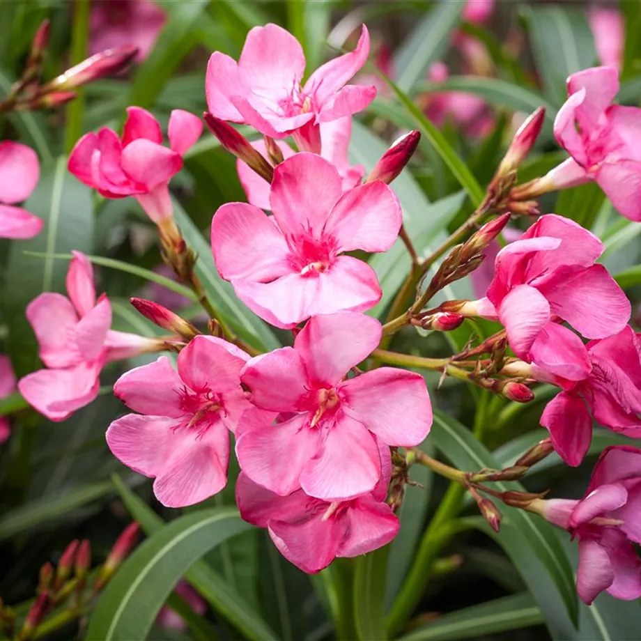 Oleander selber vermehren