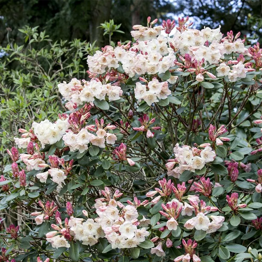 Rhododendron verjüngen