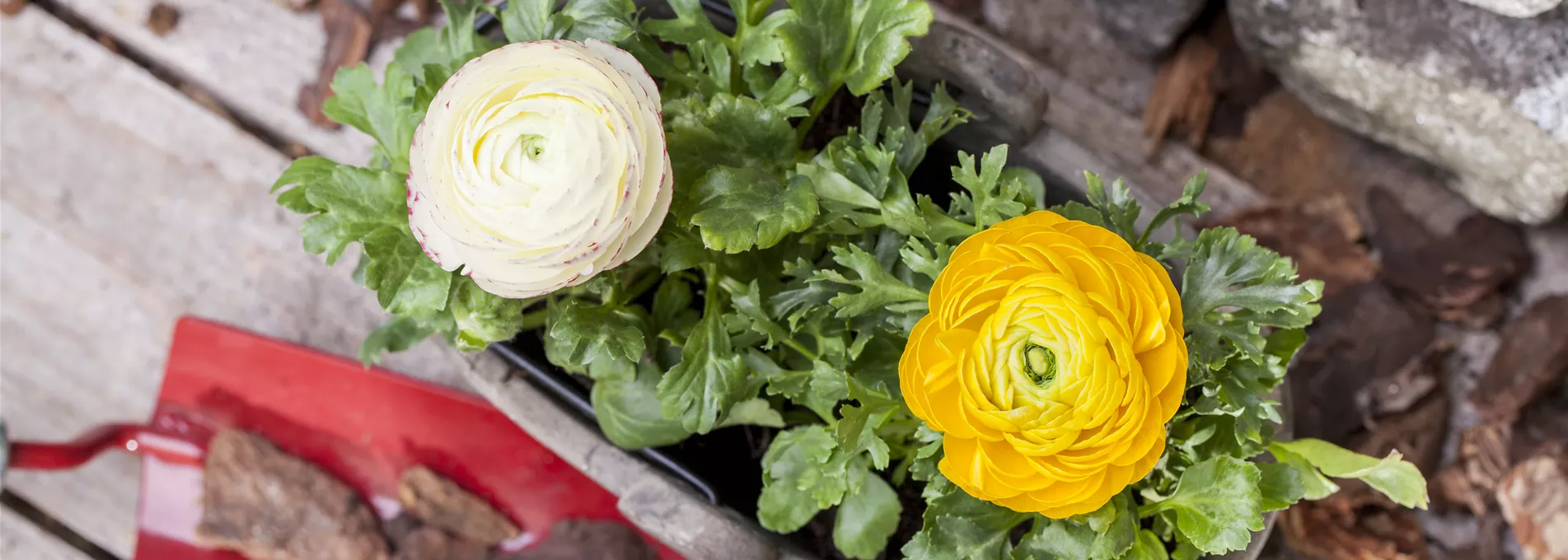 Ranunculus asiaticus