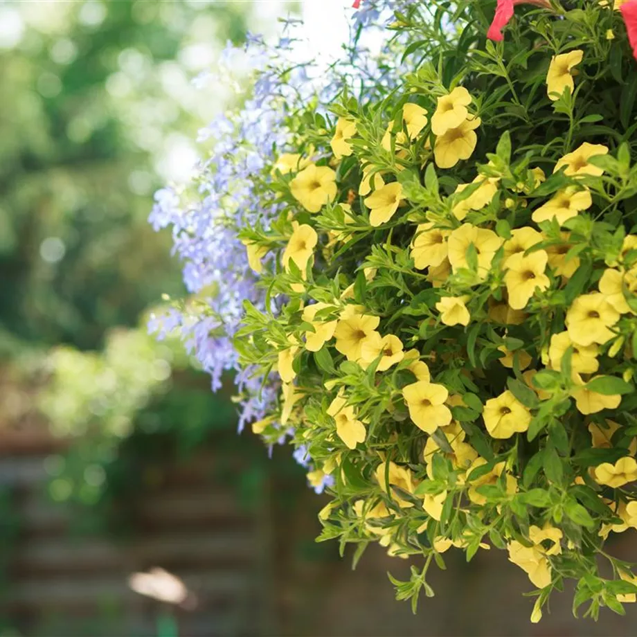 Mit Sommerblumen im Garten kommt viel Farbe ins Beet