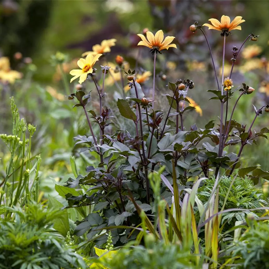 Der Boden im Blumenbeet: Vorbereitung und Pflege