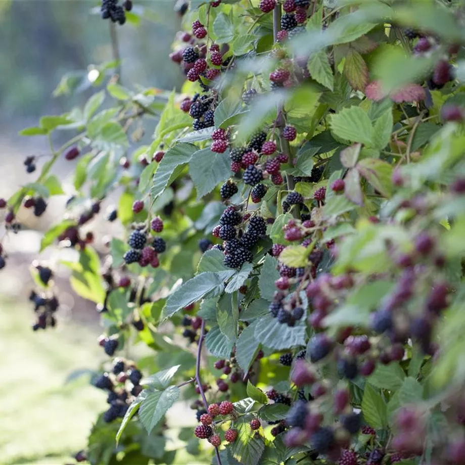 Brombeeren – wilde Leckereien mit langer Tradition