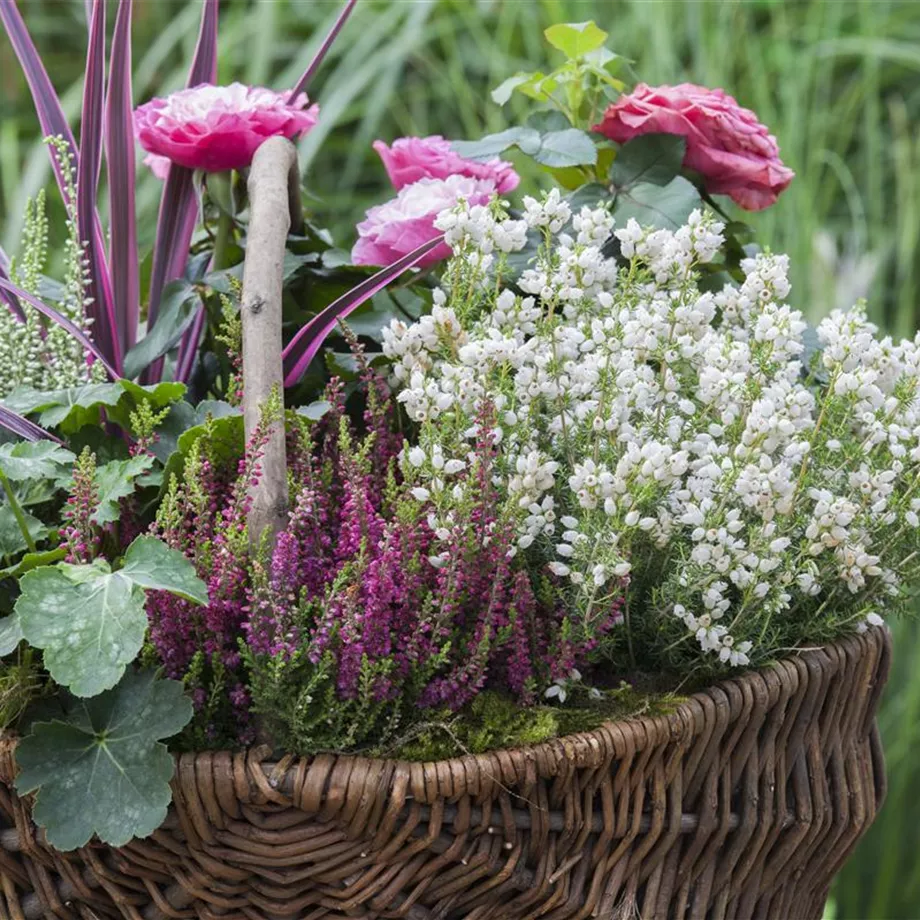 Blüten-Farben richtig kombinieren – eine Frage der Farbe