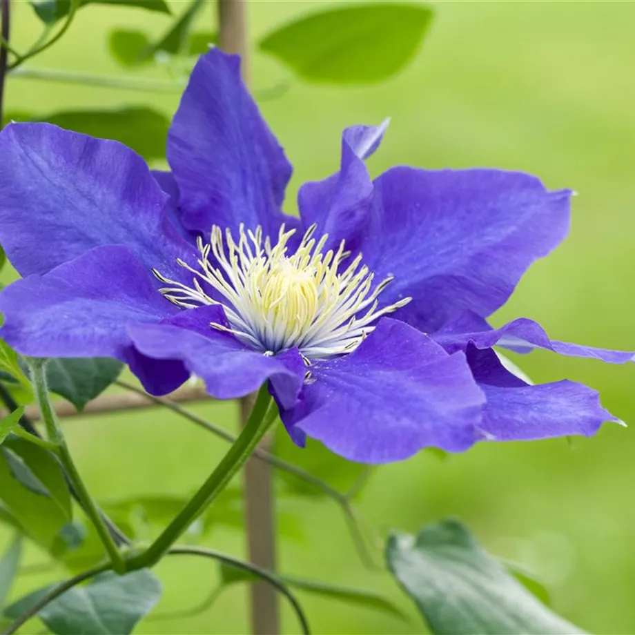 Clematis – die robuste Kletterpflanze im Garten