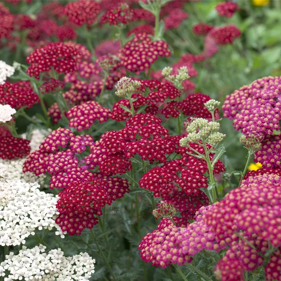 Das Blumenbeet – ein Hingucker in Rot und Rosa