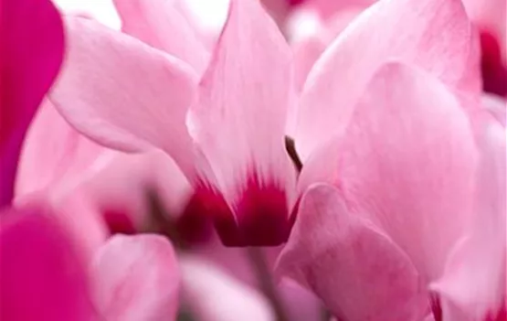 Cyclamen persicum 'Rosa mit Auge'