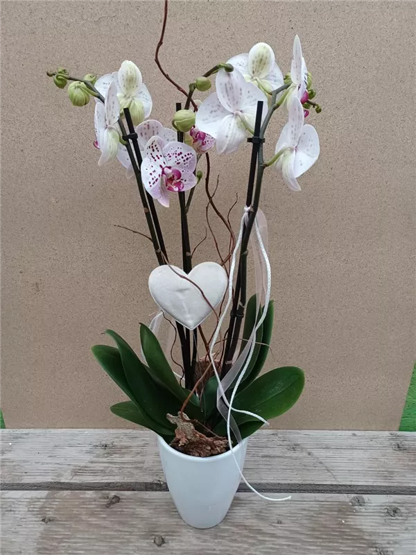 ausgeschmückte Orchidee im Übertopf