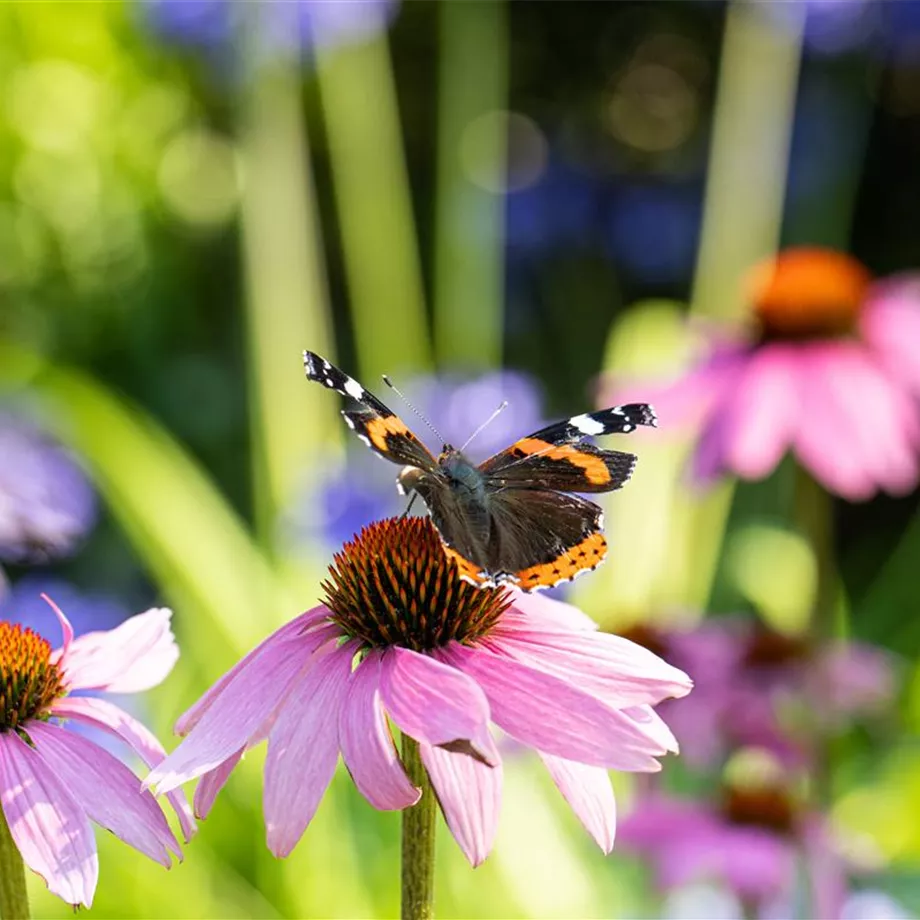 Die 10 schönsten Sommerblumen für den Garten