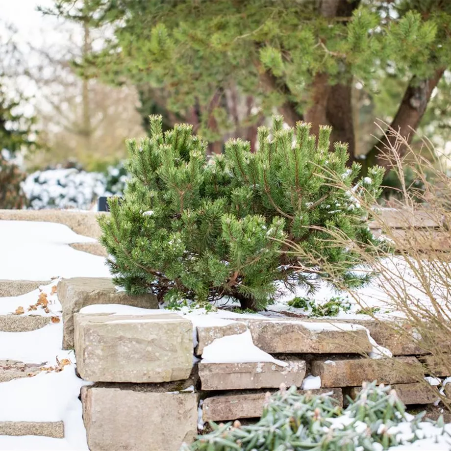 Gartenarbeit im Februar: Tipps für einen erfolgreichen Start 